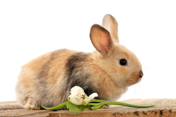 bunny rabbit