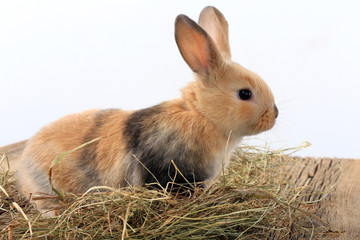 bunny rabbit