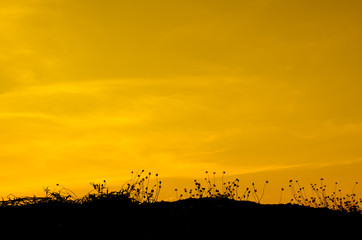 Fototapeta premium grass silhouettes background with sun set.