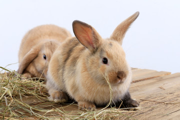 pair of rabbits