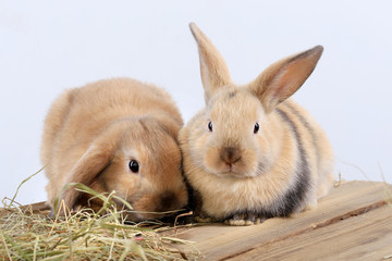 pair of rabbits