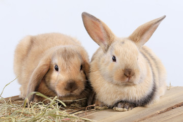 pair of rabbits