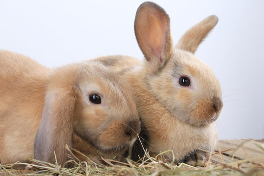 pair of rabbits