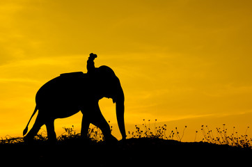 Obraz premium Elephant and grass silhouettes background with sun set.