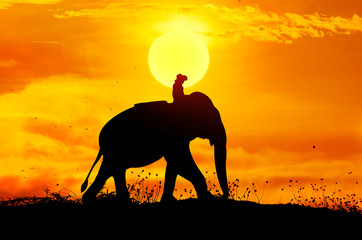 Obraz premium Elephant and grass silhouettes background with sun set.