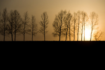 夕日とシラカバ並木