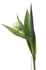 white tulip on white background