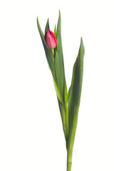 red tulip on white background