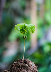 Seeds that just regenerate