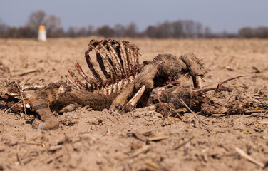 Dead deer