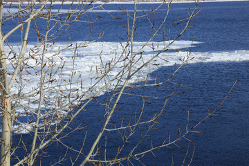 branches with swollen buds in early spring