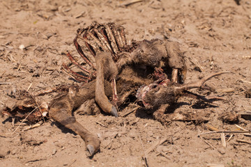 Dead deer