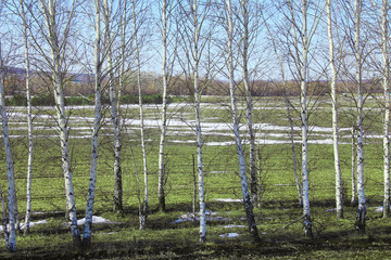 Obraz premium young birch trees in a field in spring