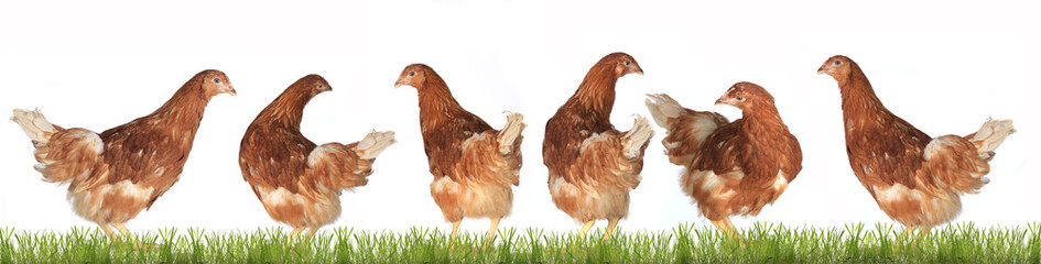 chicken-laying hens