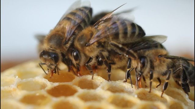 Bees convert nectar into honey and cover it in honeycombs.