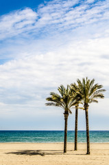 Palmen am leeren Strand von Roquetas de Mar Andalusien