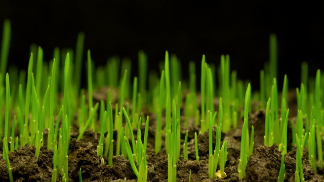 Accelerated Growth of Fresh New Green Grass