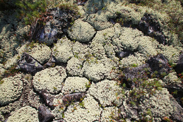 moss and berries lingonberry