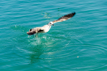 Möwe fliegt über  Wasseroberfläche
