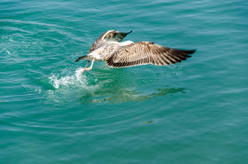 Möwe fliegt über  Wasseroberfläche