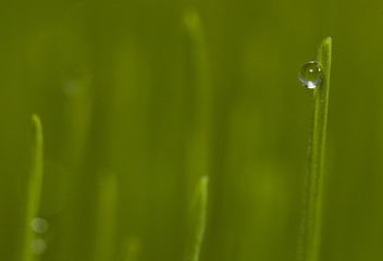 green grass with dew drops.