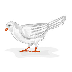 Bird white pigeon  vector