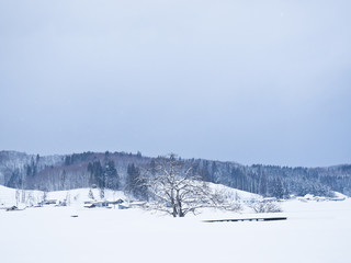 雪原