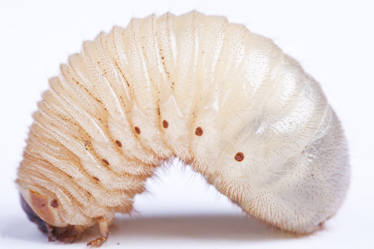 isolated grub