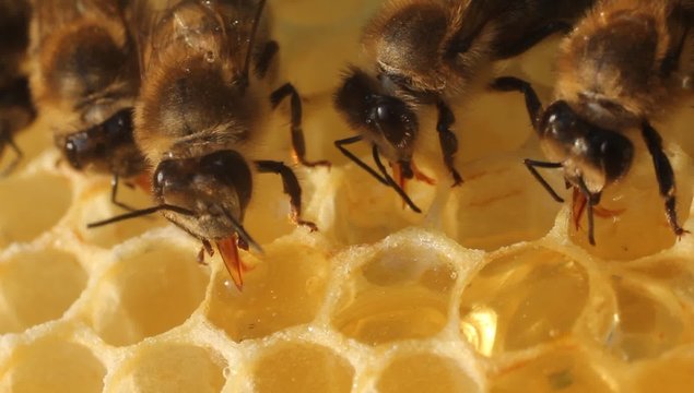 Bees convert nectar into honey and cover it in honeycombs.