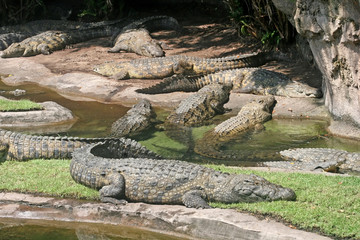 Alligators