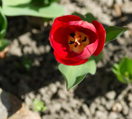 Tulipe rouge