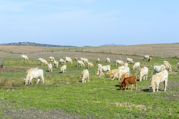 Obraz premium Alentejo
