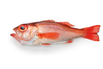 Crédence de cuisine en verre imprimé Poisson blackthroat seaperch, rosy seabass, japanese high class fish