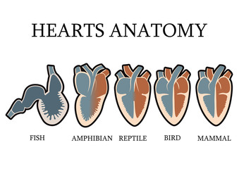 Comparison of cardiac anatomy of vertebrates. vector format