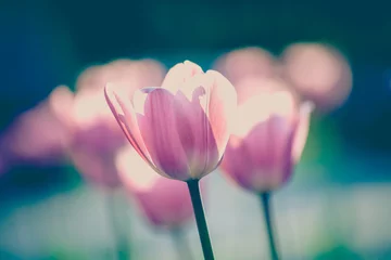 Foto auf Acrylglas Tulpe Tulpen im Garten