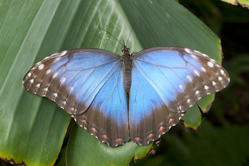 Morpho peleides butterfly