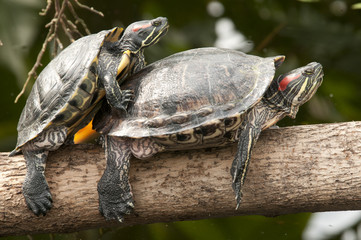 Fototapeta premium two turtles mating on tree trunk
