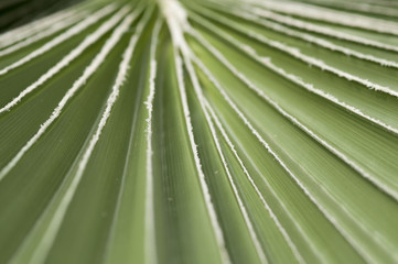 green leaf fan