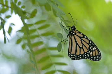 Siproeta stelenes butterfly on branch