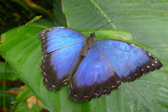 Morpho peleides butterfly on leaf