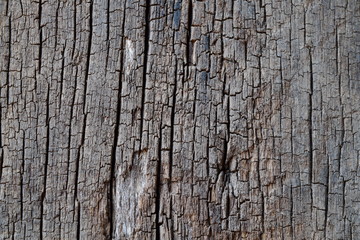 Grunge Wooden Texture used as background 