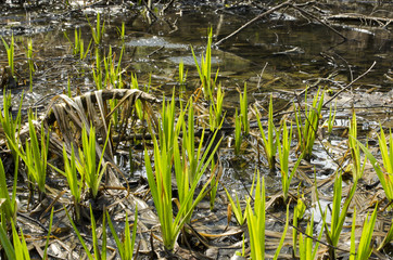 Spring in the Swamp
