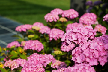 Beautiful hydrangea flowers in a garden