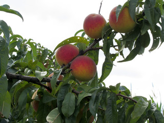 Red peaches on tree branches