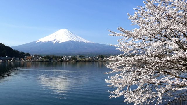 Cherry blossoms and Mount Fuji, Scenery too beauty in Japan.