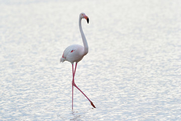 Fototapeta premium Greater Flamingo foraging in water lagune.