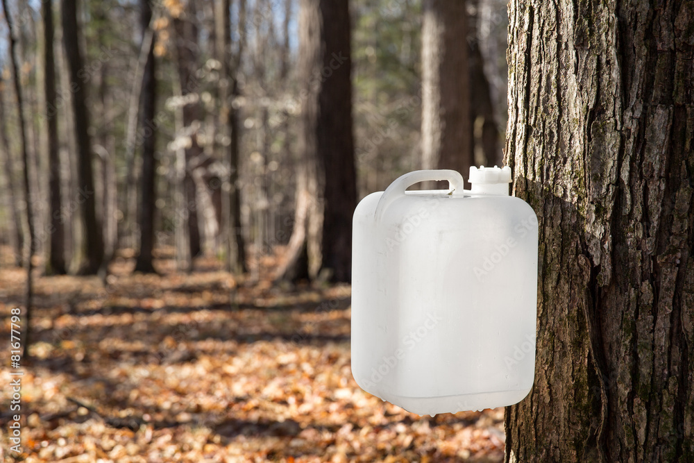 Wall mural maple syrup tapping using a white collection bottle
