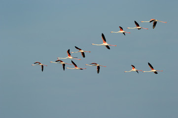 Group of Greater Flamingo flying in formation against blue sky.