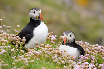 Two Atlantic Puffins together in pink thrift. - obrazy, fototapety, plakaty