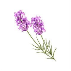 Fototapeta na wymiar Lavender. Herb flower. Vector illustration